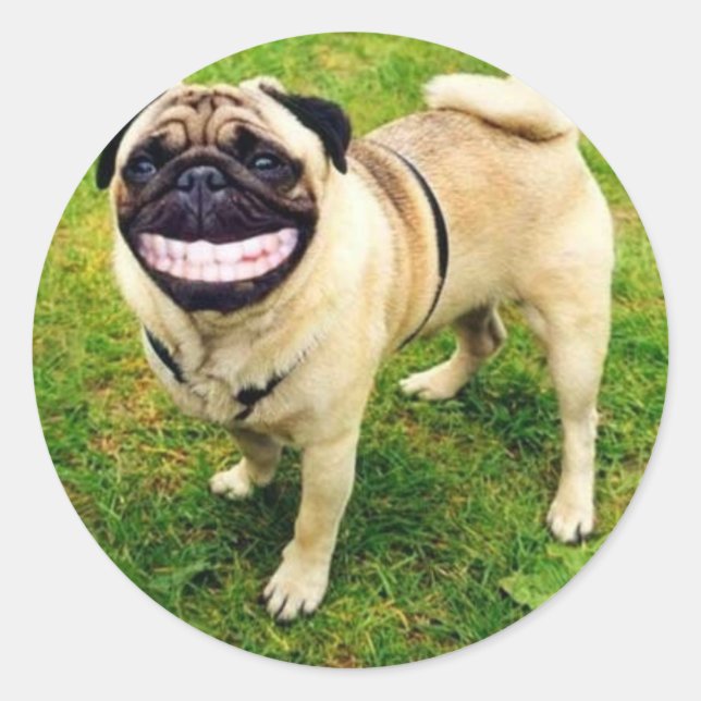 dog smile pug classic round sticker (Front)