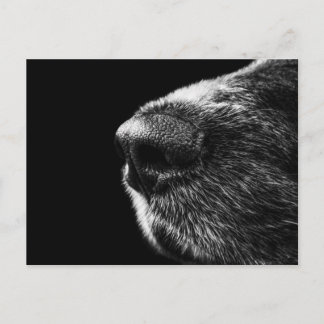 Dog Sniffer Postcard
