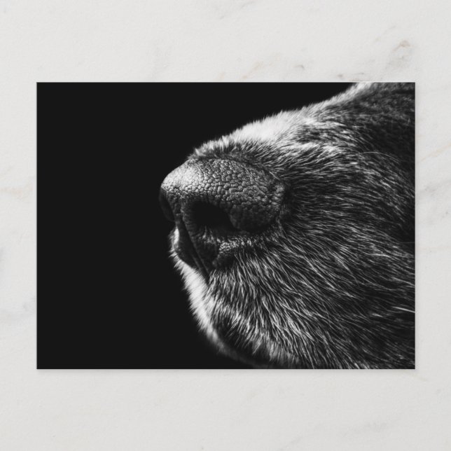 Dog Sniffer Postcard (Front)