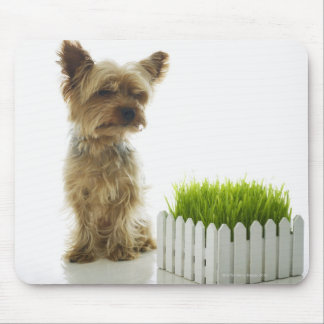 Dog sniffing neighbours yard mouse pad