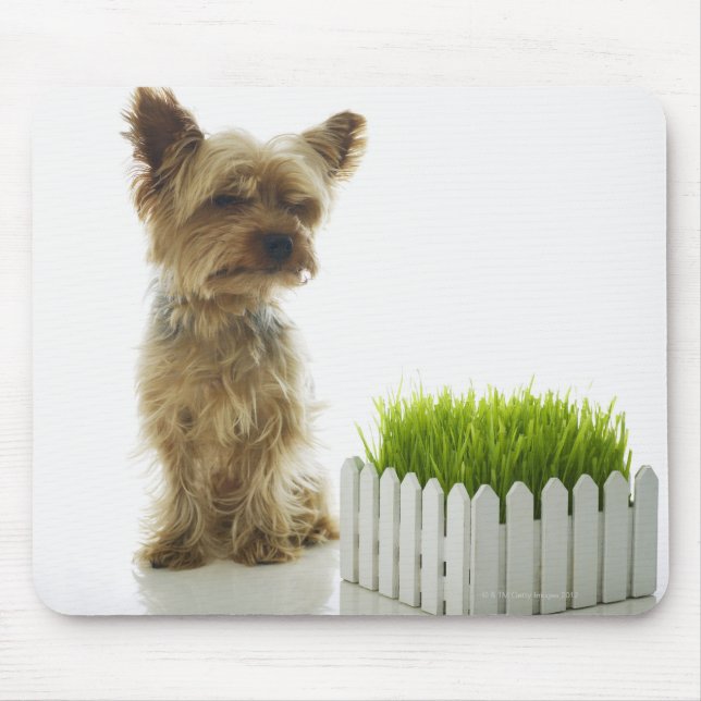 Dog sniffing neighbours yard mouse pad (Front)