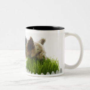 Dog sniffing neighbours yard shot in studio Two-Tone coffee mug
