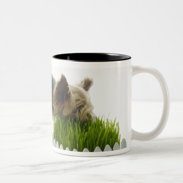 Dog sniffing neighbours yard shot in studio Two-Tone coffee mug (Right)