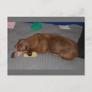 Dog Snooze Postcard