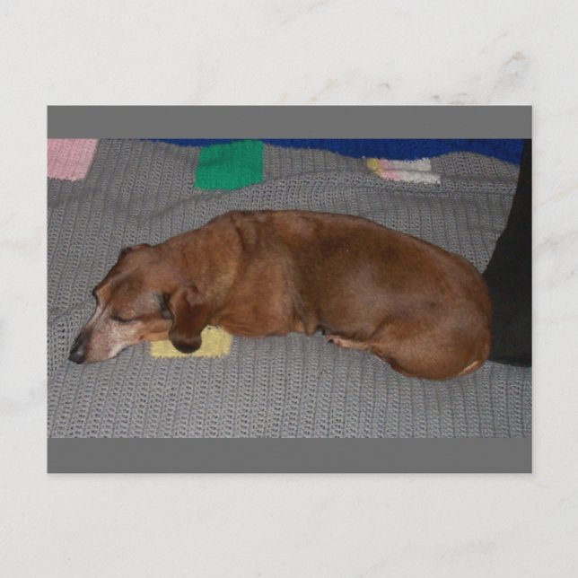 Dog Snooze Postcard (Front)