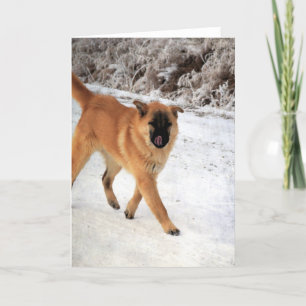 Dog Spotted on a Frosty Morning Walk All Occasions Card