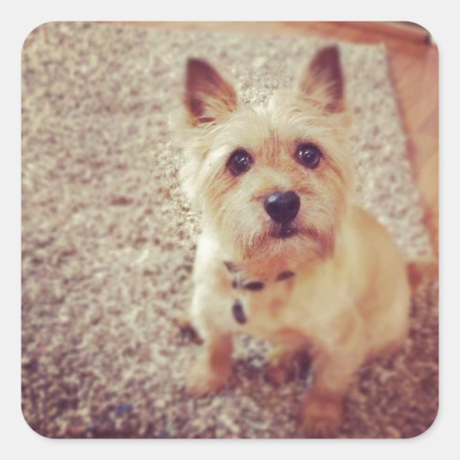 Dog Square Sticker (Front)