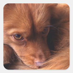 dog square sticker