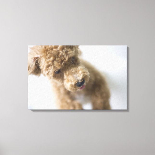 Dog standing on floor canvas print (Front)