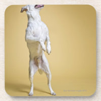 Dog standing on hind legs