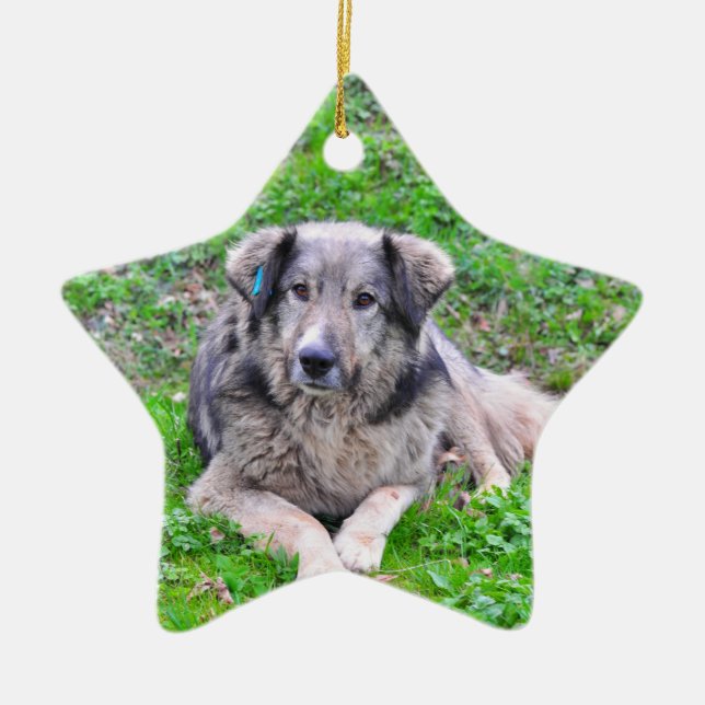 Dog star ornament (Front)