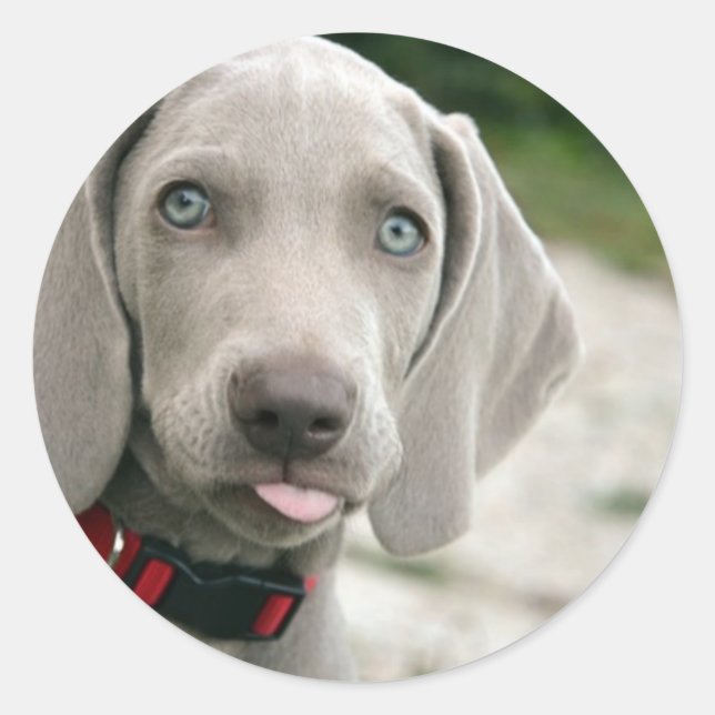 Dog sticking tongue out classic round sticker (Front)