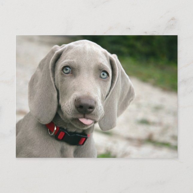 Dog sticking tongue out postcard (Front)