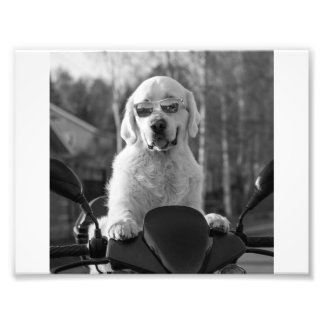 DOG STYLE PHOTO PRINT