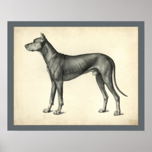Dog Surface Topography Anatomy Print
