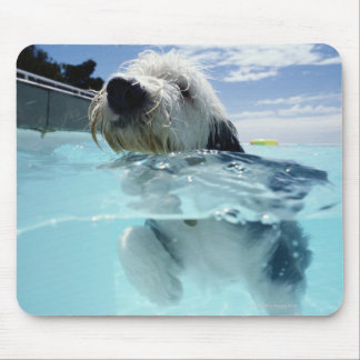 Dog Swimming in a Swimming Pool Mouse Pad