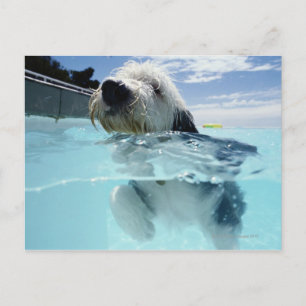 Dog Swimming in a Swimming Pool Postcard