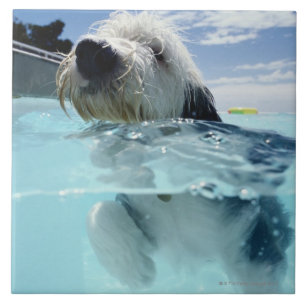 Dog Swimming in a Swimming Pool Tile