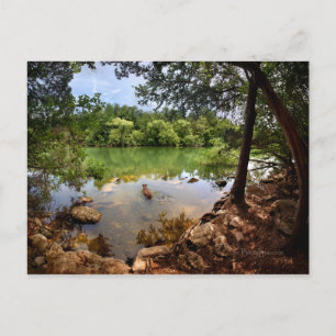Dog Swimming Ladybird Lake 2 - Austin Texas Postcard