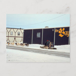 Dog team at the bay, Churchill, Manitoba Postcard