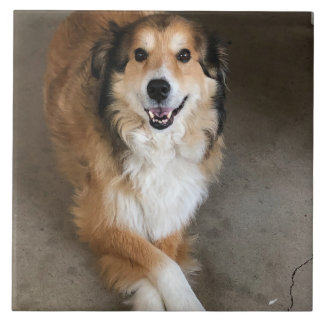 Dog tile