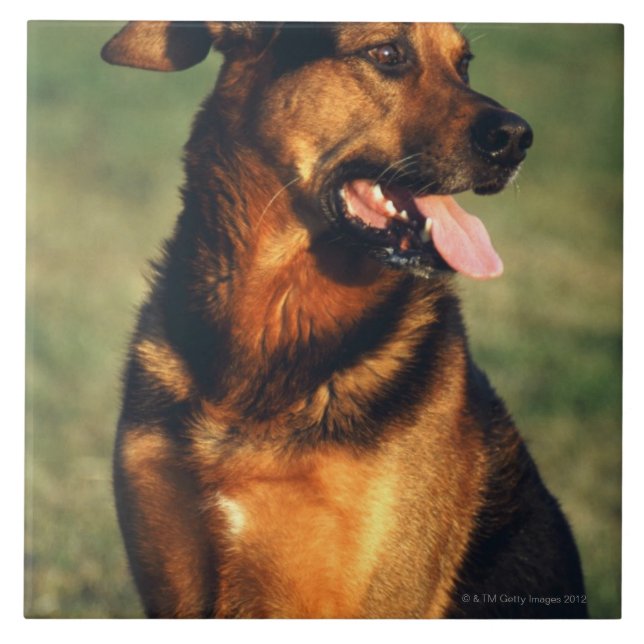 dog tile (Front)