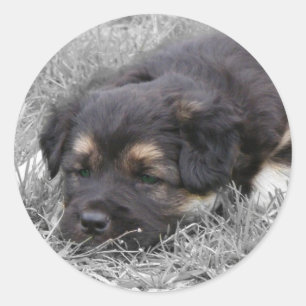 Dog Tired, customizable Classic Round Sticker