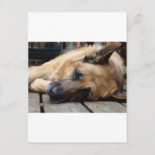 Dog Tired Postcard