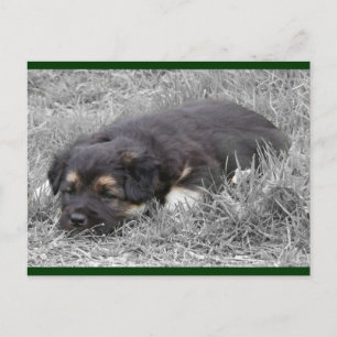 Dog Tired Postcards