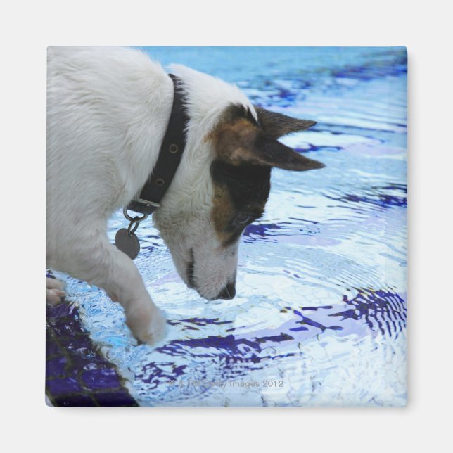 Dog touching water at the swimming pool magnet (Front)