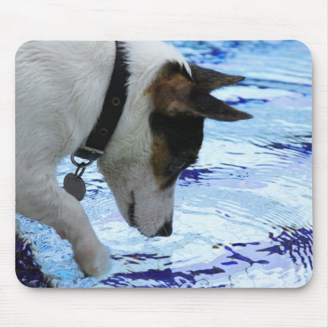 Dog touching water at the swimming pool mouse pad (Front)