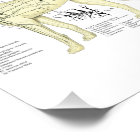 Dog Veterinary Muscle Anatomy Poster 24" X 36"