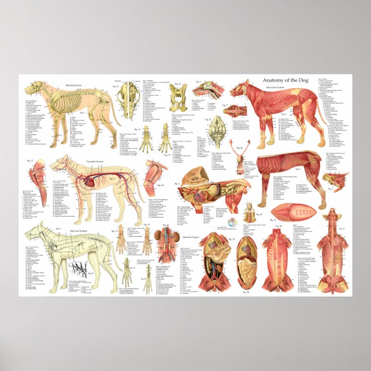 Dog Veterinary Muscle Anatomy Poster 24