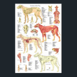 Dog Veterinary Muscle Skeletal Anatomy Poster<br><div class="desc">Dog anatomical chart 24" X 36". The poster has 29 illustrations showing the muscular system, circulatory system, skeletal system, nervous system. The poster is labeled with descriptions.</div>