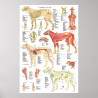 Dog Veterinary Muscle Skeletal Anatomy Poster