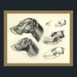 Dog Veterinary Skull Head Muscle Anatomy Print<br><div class="desc">Vintage anatomical illustration of the dog. The lateral view of the dogs head. The skull showing the teeth. Skull of a puppy.
View more anatomy illustrations under our Veterinary Anatomy Category,  and art under our Horse & Dog Prints Category. - Customize: Edit and change the border/background colour as needed.</div>