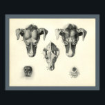 Dog Veterinary Skull Head Muscle Anatomy Print<br><div class="desc">Vintage anatomical illustration of the dog. The superior view of the dogs head. Close up of the nose and the front teeth.
View more anatomy illustrations under our Veterinary Anatomy Category,  and art under our Horse & Dog Prints Category. - Customize: Edit and change the border/background colour as needed.</div>