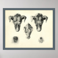 Dog Veterinary Skull Head Muscle Anatomy Print