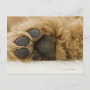 Dog, view of leg postcard