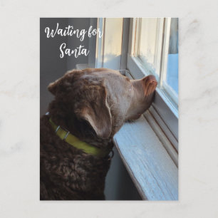Dog Waiting for Santa Holiday Postcard
