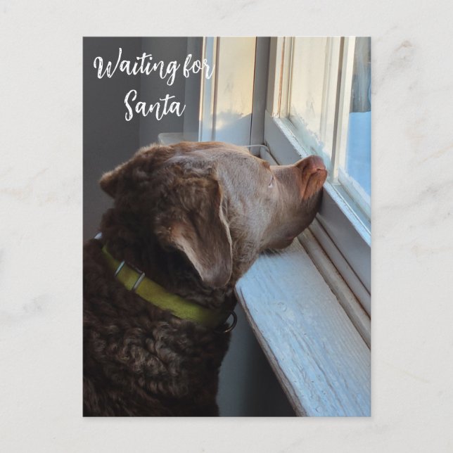 Dog Waiting for Santa Holiday Postcard (Front)