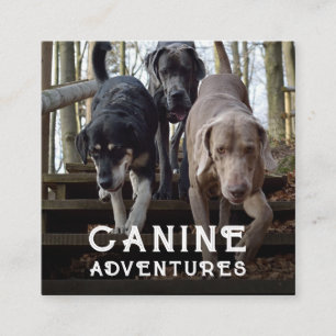 Dog Walker And Dog Adventures Square Business Card