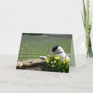 Dog Watching Grape Vine Workers, Blank Greeting Card