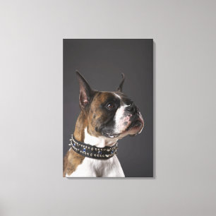Dog wearing collar, looking away canvas print
