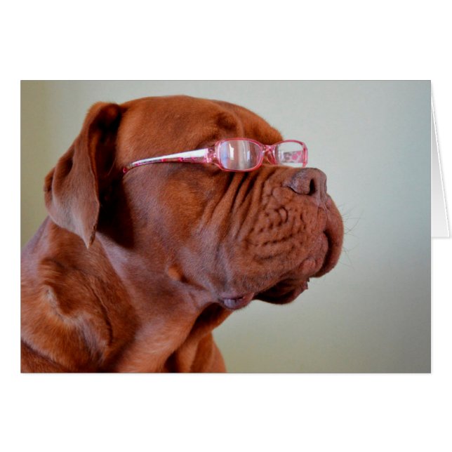 Dog Wearing Pink Eyeglasses (Front Horizontal)