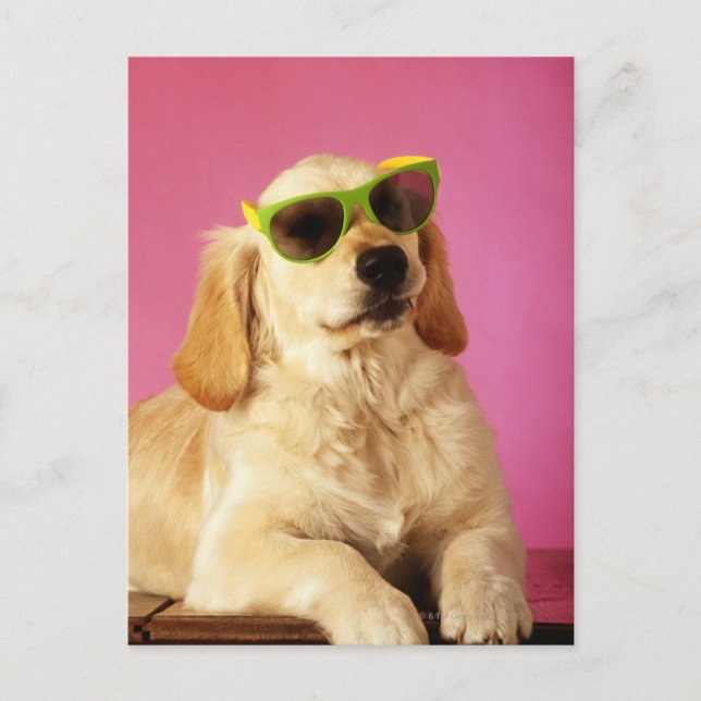 Dog wearing sunglasses 2 postcard (Front)