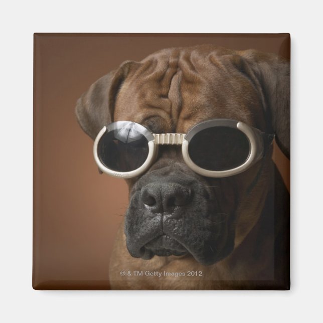 Dog wearing sunglasses magnet (Front)
