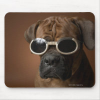 Dog wearing sunglasses