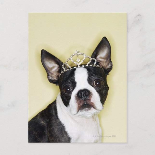 Dog wearing tiara postcard (Front)