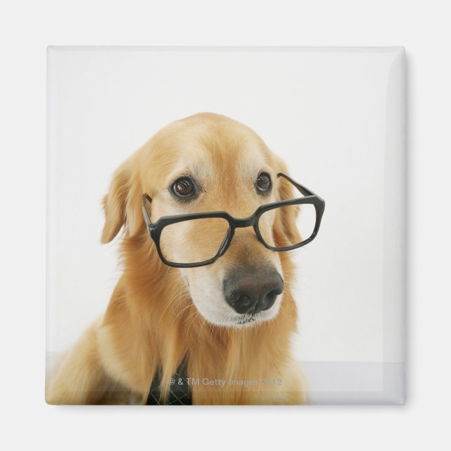 Dog wearing  tie and glasses sitting on chair magnet